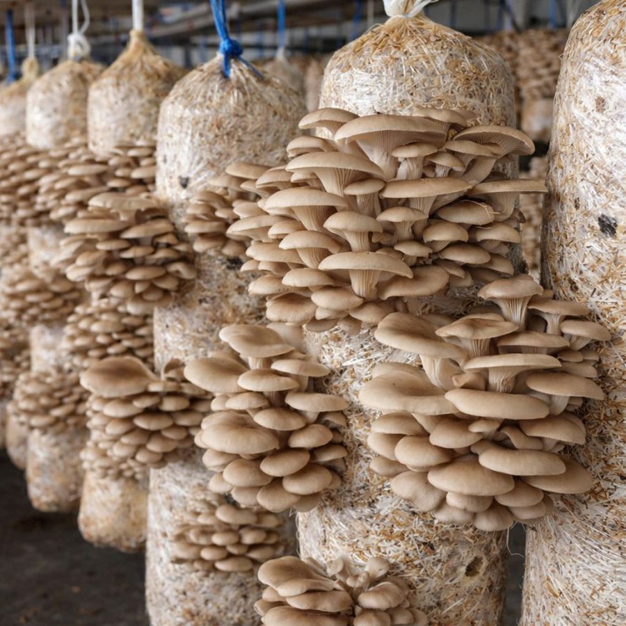 Cultivo de Orellanas